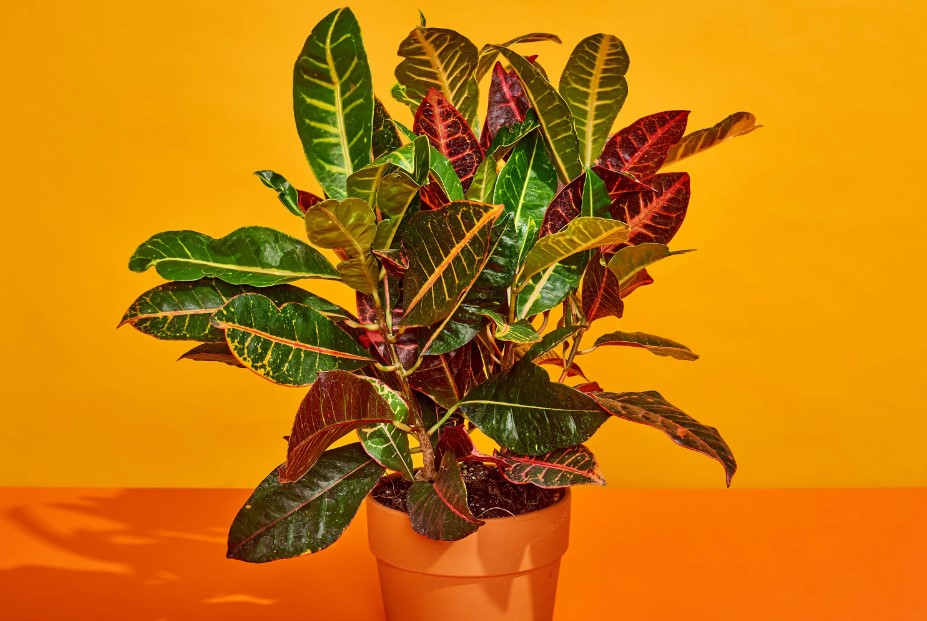 Supporting the Croton Flowers Growth