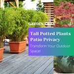 Tall Potted Plants Patio Privacy