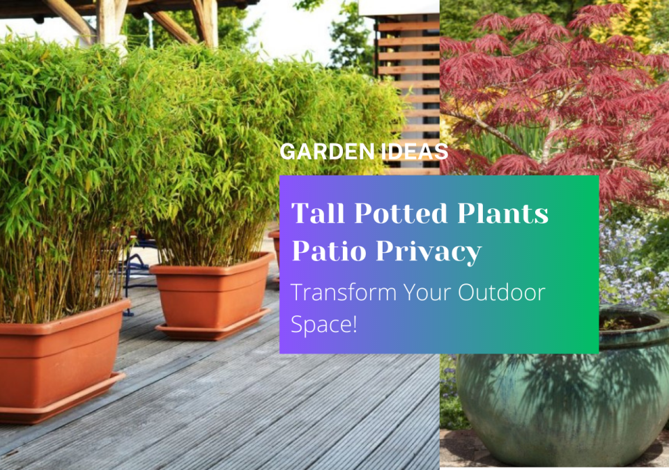 Tall Potted Plants Patio Privacy