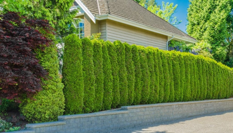 Tall evergreen shrubs