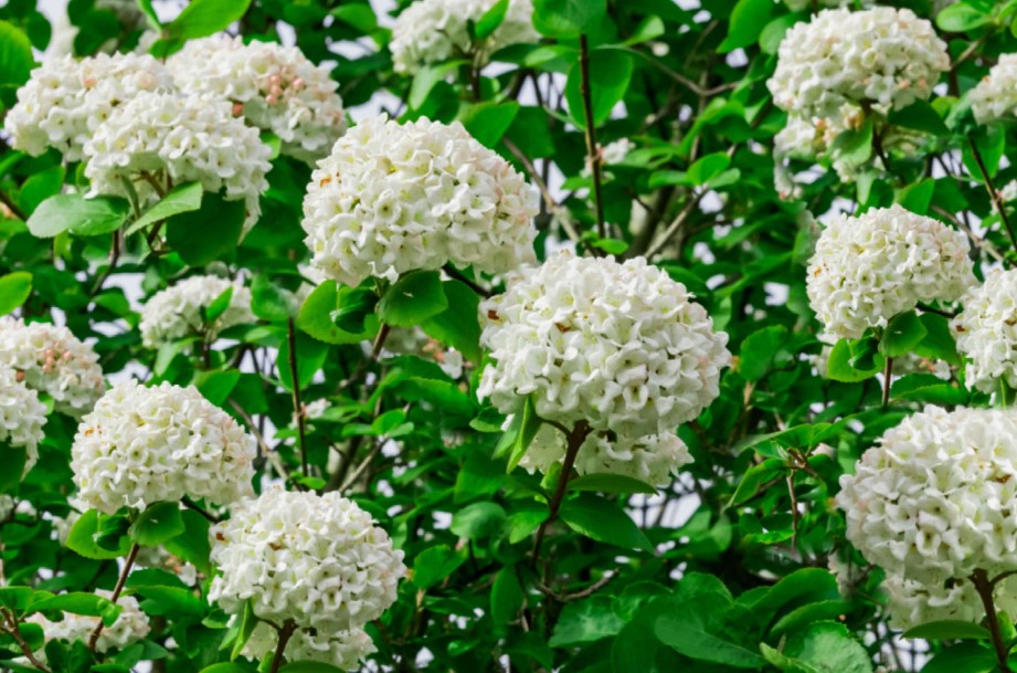 Viburnum Viburnum spp