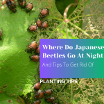 Where Do Japanese Beetles Go At Night And Tips To Get Rid Of