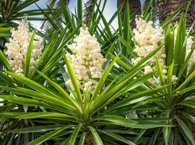 Yucca Yucca spp