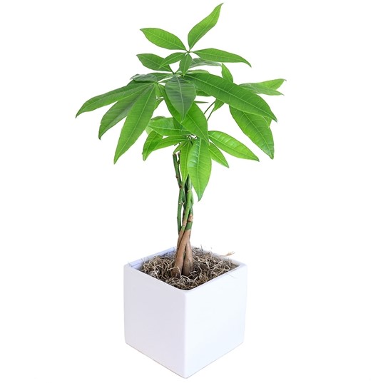 about money tree
