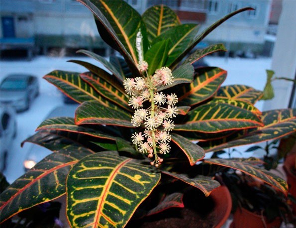 croton plant flower