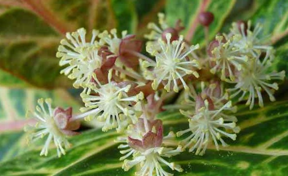 croton