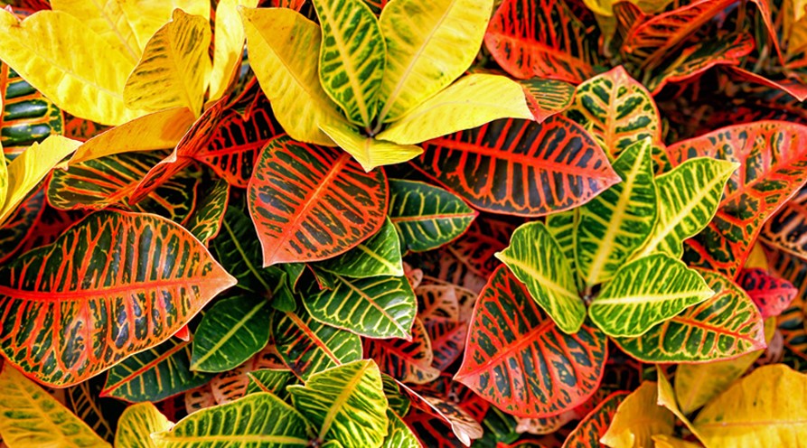 does croton flower