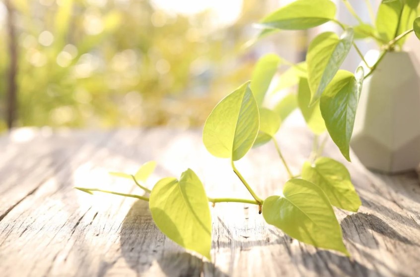 how cold can pothos tolerate