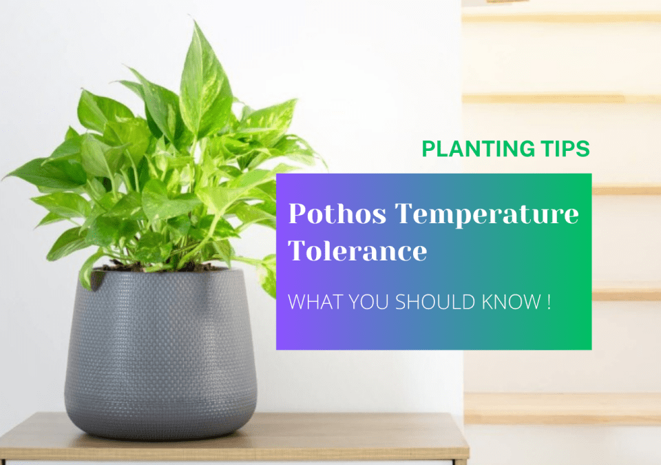 pothos temperature tolerance WHAT YOU SHOULD KNOW