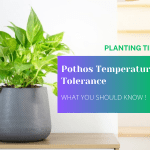 pothos temperature tolerance WHAT YOU SHOULD KNOW