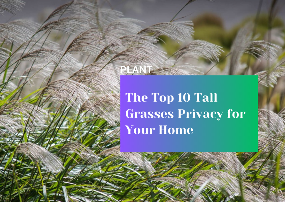 the Top 10 Tall Grasses Privacy for Your Home