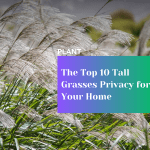 the Top 10 Tall Grasses Privacy for Your Home